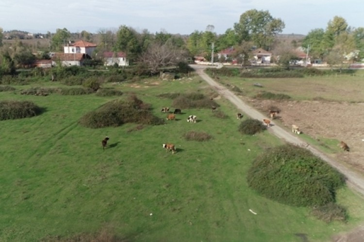 Samsun’da Mera Hayvan Otlatma Sezonu Açıldı