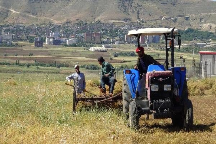 Yağmurla birlikte mercimek ve buğday rekolte artışı sevindirdi