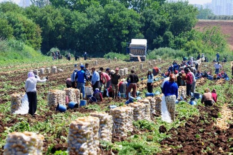 Mevsimlik Tarım İşçilerinin Nakil Ve Barınma Koşulları Düzenlenecek