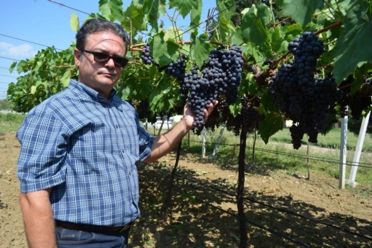 Bağcılığın Göz Bebeğinde Hasat Zamanı