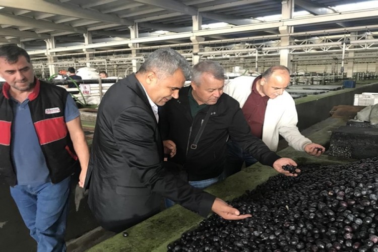 Akhisar Tarım İlçeden Zeytin Üreticilerine Teknik Destek