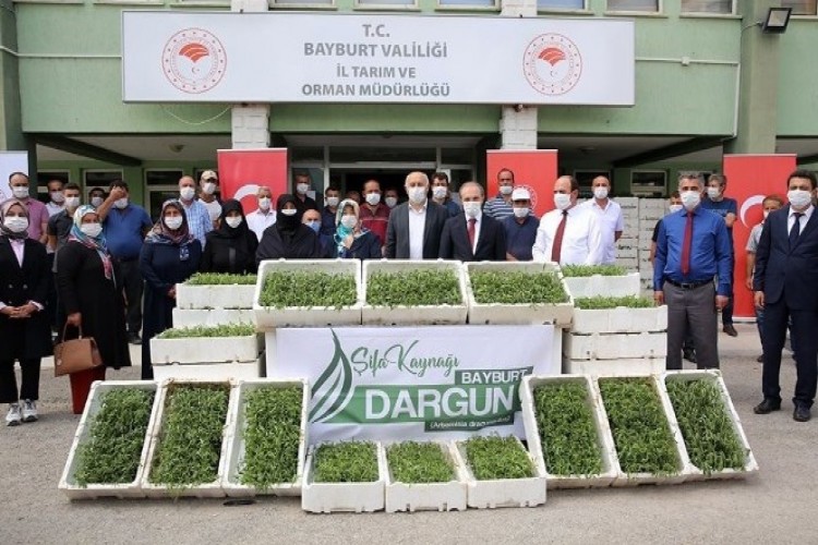 Bayburt'ta kadın çiftçilere 150 bin tarhun fidesi dağıtıldı