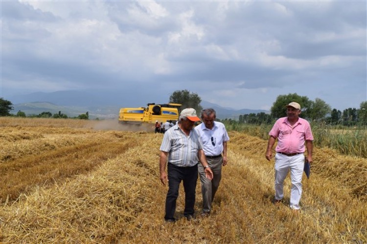 Muğla’da Biçerdöverlerle Hasat Başladı