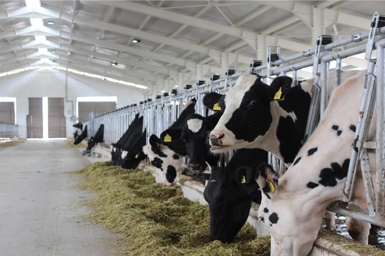 Gürer: “Çiğ süt referans fiyatı bir an önce açıklanmalı”