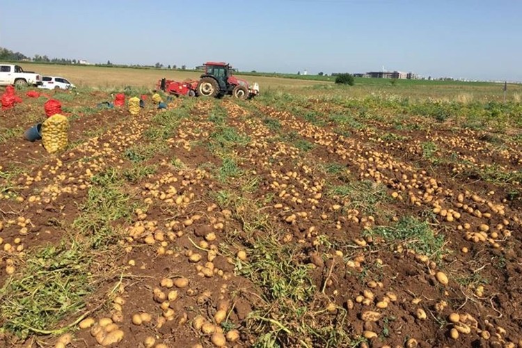 İç Savaştaki Ülkeden Patates İthal Ettik