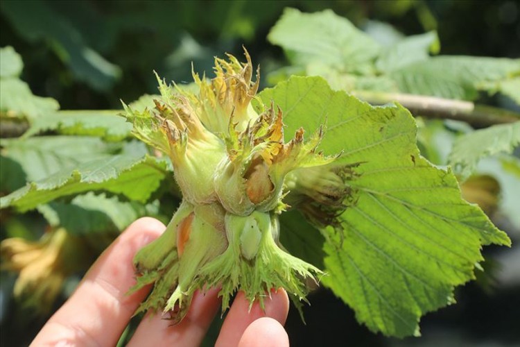 Yeni Sezonda İç Fındık İhracatının 300 Bin Tonu Aşması Bekleniyor