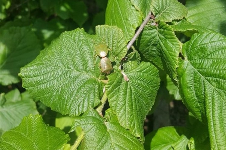 Giresun'da Fındık Kurduna Karşı Mücadele Başlıyor