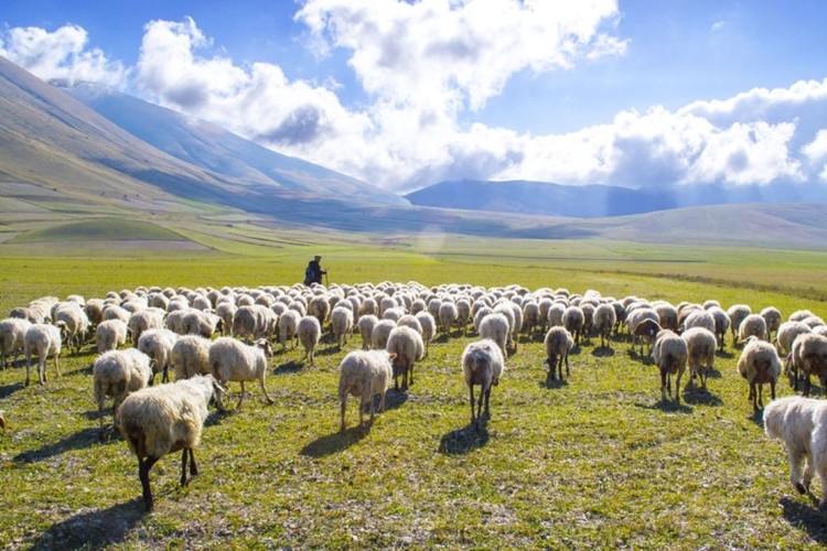Çoban İkram Edilen Suyu İçince Hayatının Şokunu Yaşadı