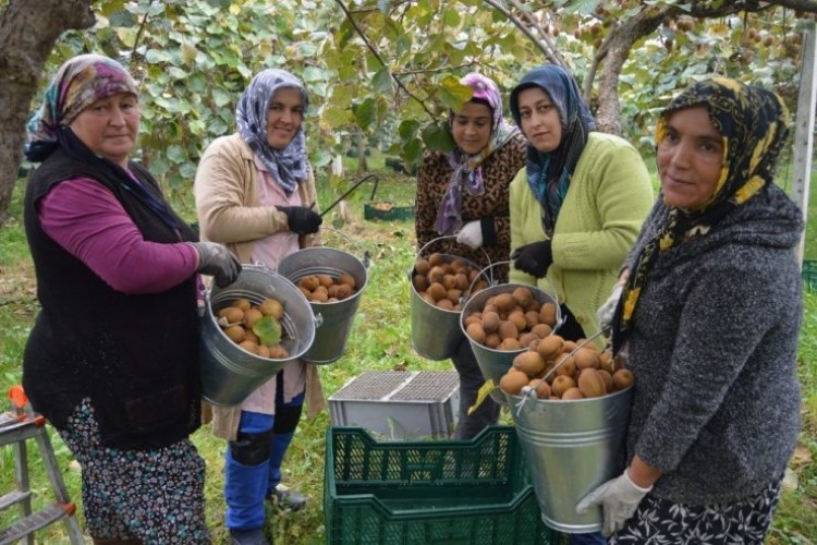 Bataklık Araziden Tonlarca Kivi Hasadına