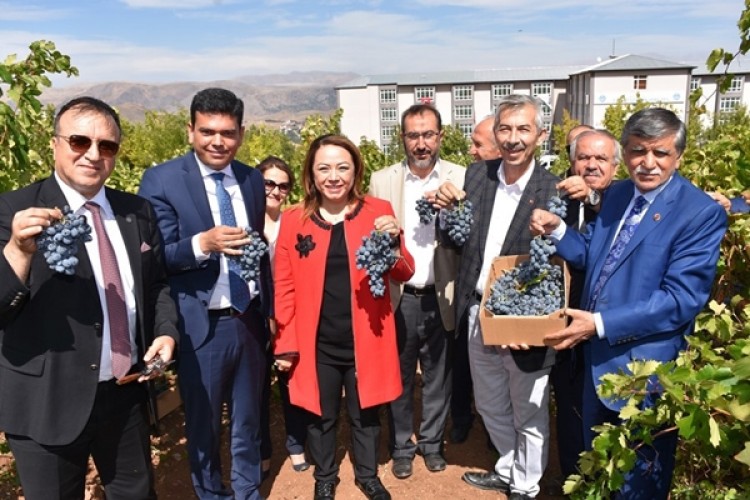 Köhnü Üzümünün Respiratör Miktarı Diğer Üzümlerin 10 Katı