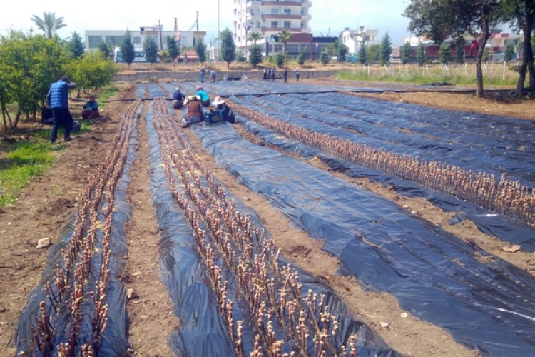 Fidan İhracatı İle Ekonomimize 97 Milyon Dolarlık Katkı