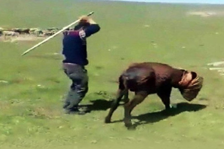 Eşeğe Sopayla İşkence Yapan Çoban Jandarma Tarafından Yakalandı