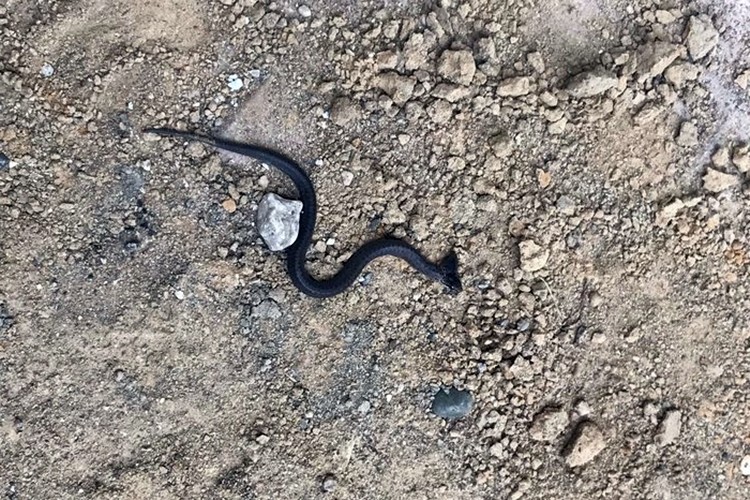 Samsun’da çift başlı yılan bulundu