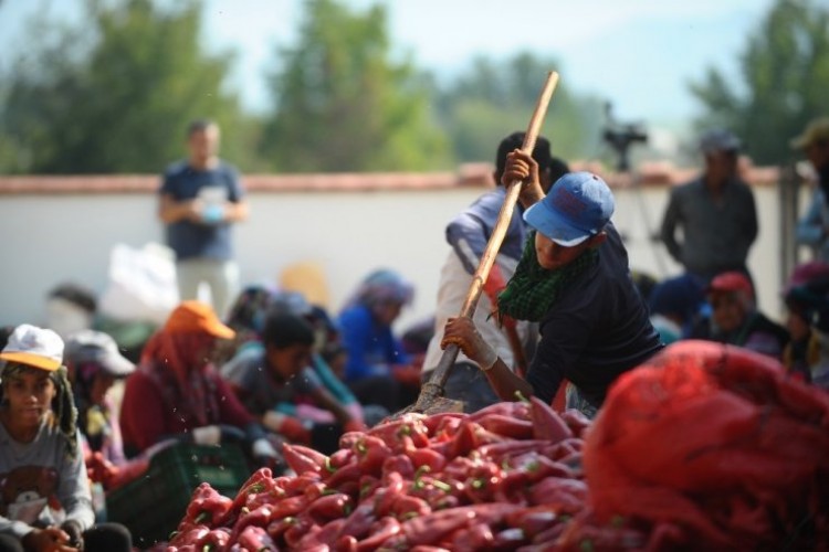 Salça Diyarı Kulaca’dan Biber Salçası İhracatı