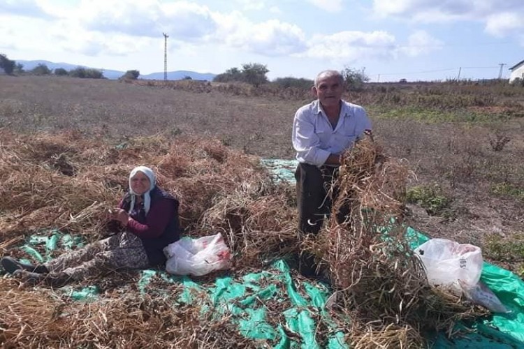 Kırklareli’de Kuru Fasulye Hasadı Devam Ediyor