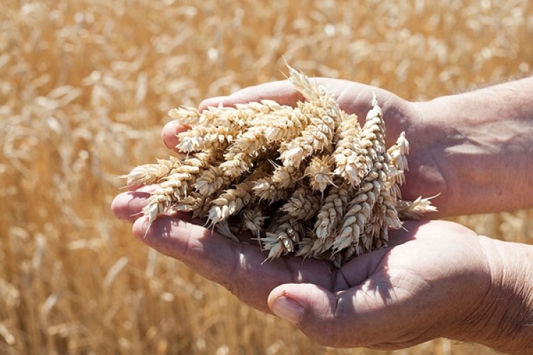 Yerli tohum üretiminde rekor artış