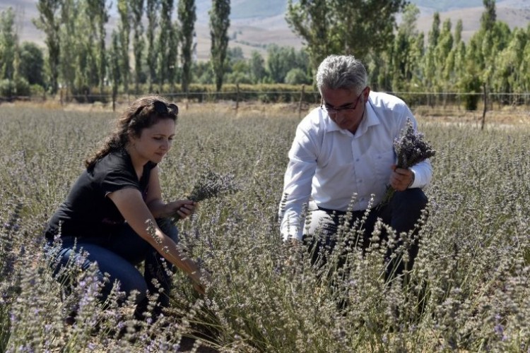 Üreticiye Dönümde En Az 5 Bin Lira Gelir Sağlayacak