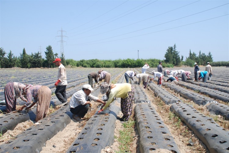 Birlikte Üretim Yapanların Yüzde 30 İlave Desteği Kesildi