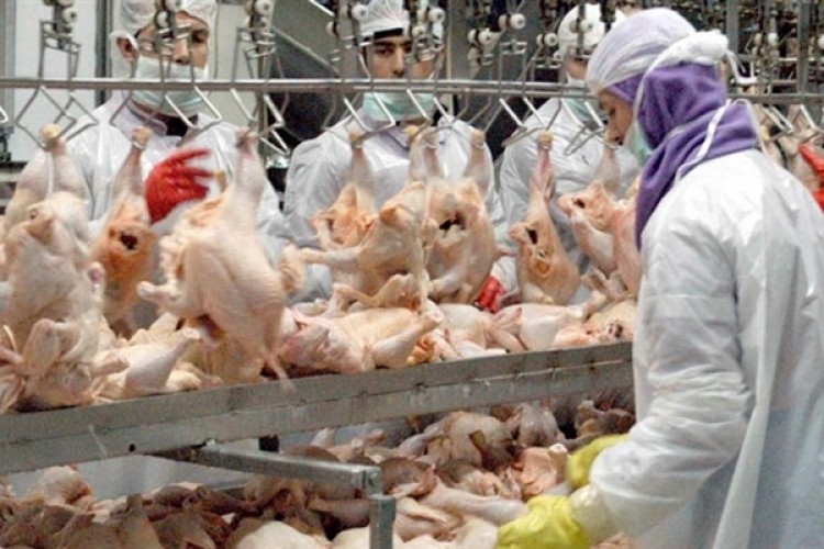 Tavuk Eti Üretimi Yüzde 3,7 Azaldı