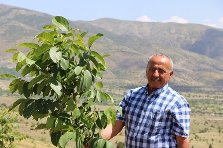 Kemah Ve Ceviz Aşkına Milyonlarca Liralık Yatırım