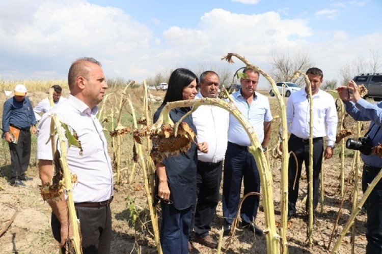 Aksaray’daki Dolu Afetinde Zarar Gören Arazi 20 Bin Dekara Yükseldi