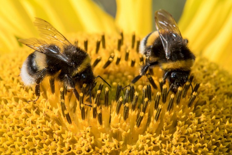 Arıların Hiç Bilmediğimiz Gizemli Dünyası Hakkında Şaşırtıcı Bilgiler