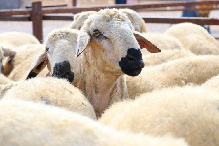 Kurban Bayramı Öncesi Şok! Bakanlığın Dağıttığı Hayvanlarda Veba Şüphesi, O İl Karantinaya Alındı