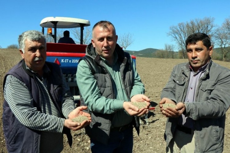 Sezonun İlk Kenevirleri Ekilmeye Başlandı