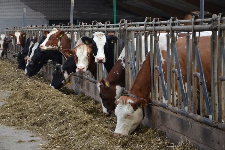 Kars'ta %30 Hibeli Düve Alım Desteğine Başvuran Herkes Hibe Aldı