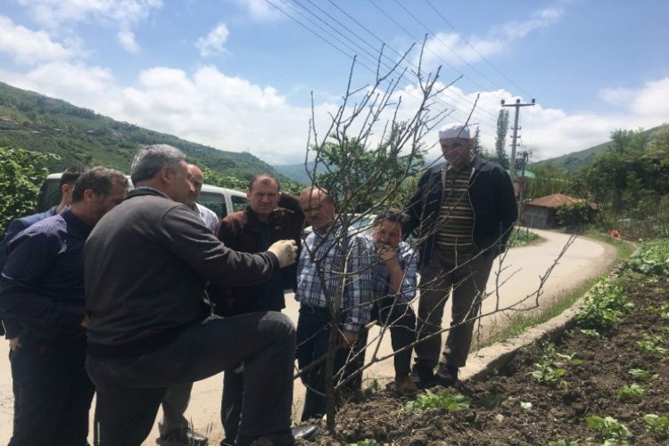 Trabzon’da Çiftçilere Yönelik İlk Kez Meyve Ağaçlarını Budama Ve Aşılama Kursu Düzenleniyor