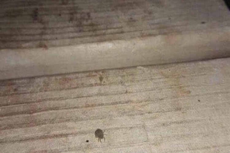 İlçede kene paniği! İnceleme başlatıldı