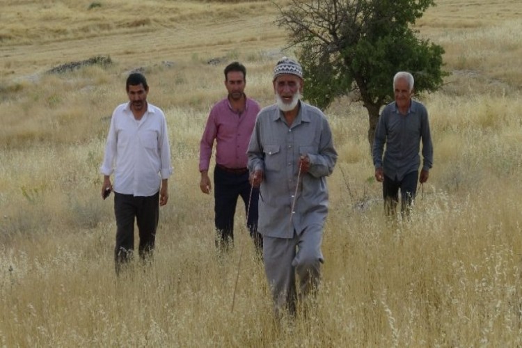 Bakır Tel, Dut Ve Nar Ağaçlarının Dalları İle Su Buluyor