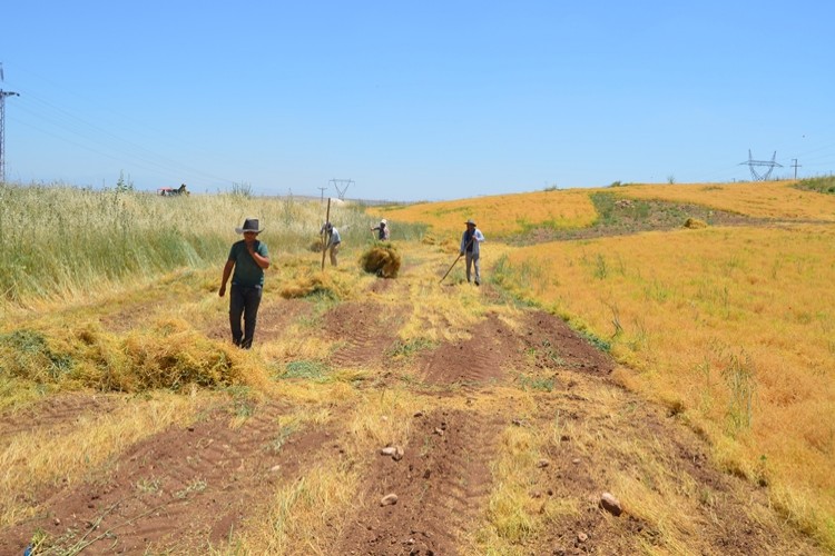 Kırmızı Mercimek ve İpek böcekçiliğinde Diyarbakır Birinci Sırada