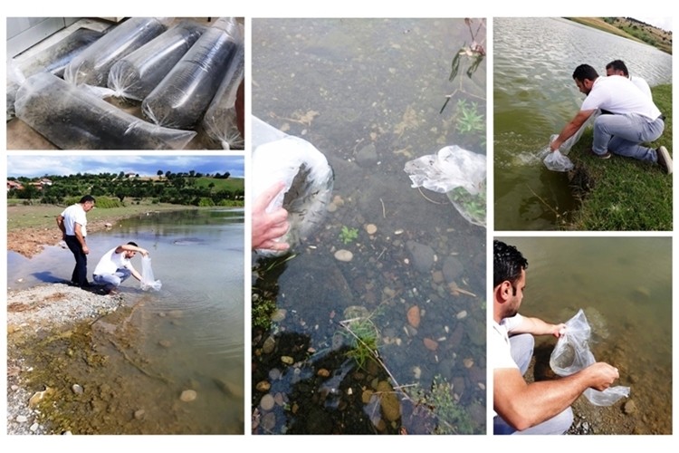 Samsun'da Göl ve Göletlerine 100 Bin Adet Yavru Balık Bırakıldı