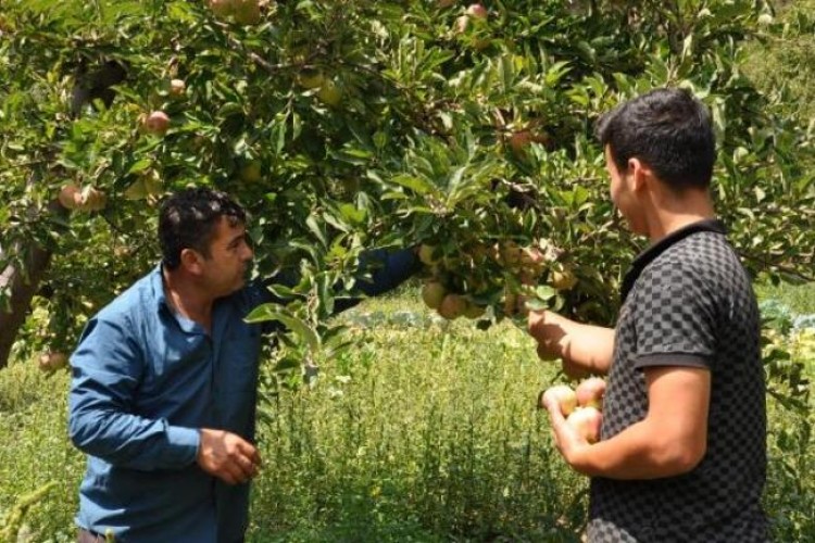 İslahiye’de Elma Hasadı Başladı