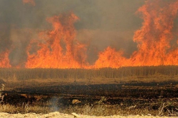 DEAŞ Irak'ta tarım arazilerini ateşe veriyor
