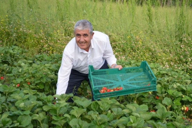 Muş Ekonomisine Çilek Dopingi