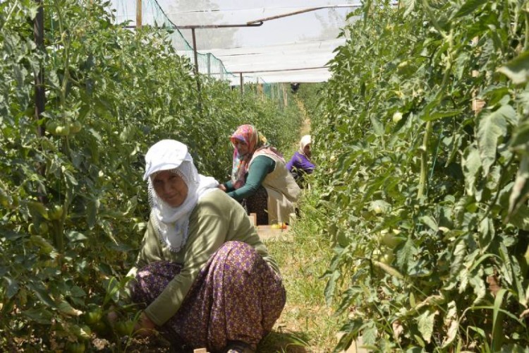 Mersin Büyükşehir Belediyesi, Tarımsal Desteklere Devam Edecek