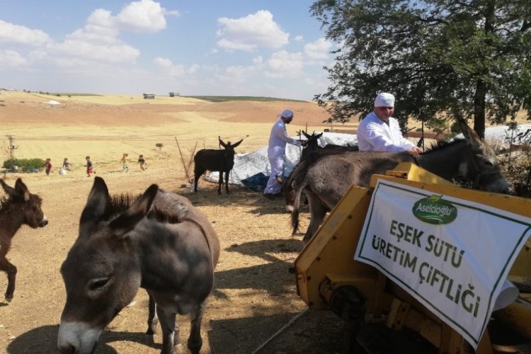 Mardin’in Ödüllü Eşek Sütü Sabunu 27 Ülkeye İhraç Ediliyor