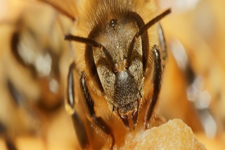 Arılar 19 Tarım İşçisini Hastanelik Etti