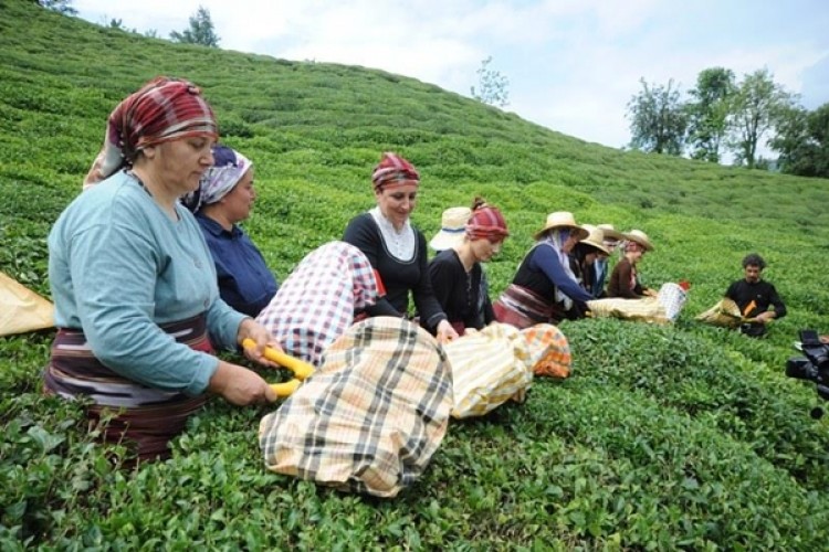 Ulusal Çay Konseyi Yaş Çay Alım Fiyatından Memnun