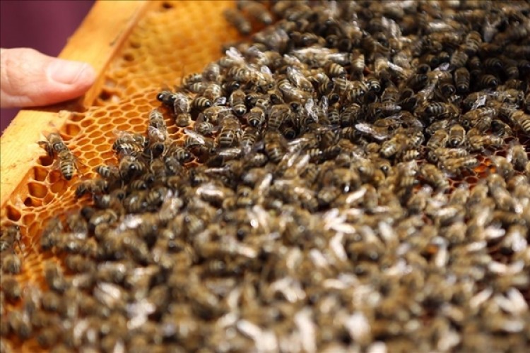 Trakya’da Yanlış Tarım İlaçları Arıları Öldürüyor, Toprağı Zehirliyor