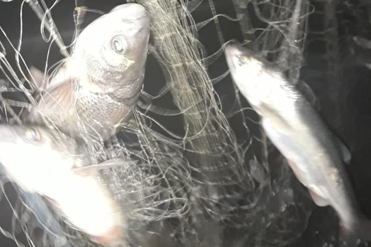 Van’da 14 Ton İnci Kefali Balığı Ele Geçirildi