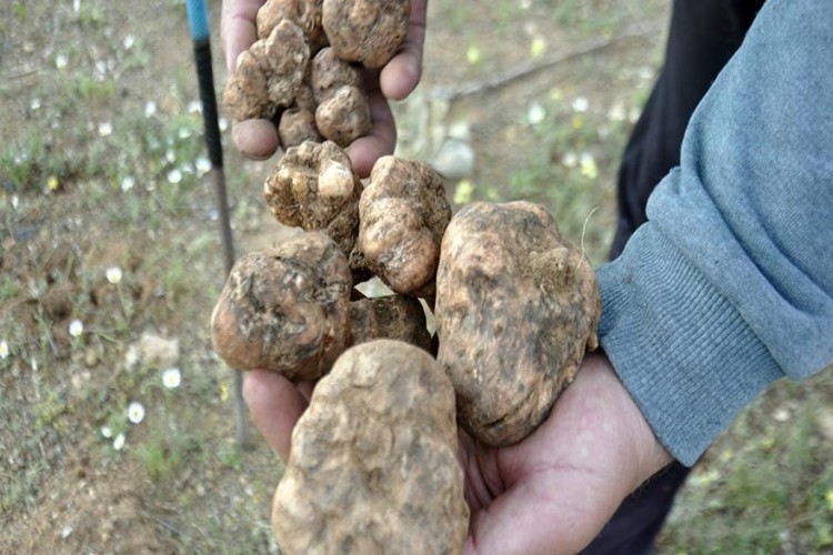 Kilosu 200 Lirayı Bulan Domalan Mantarını Karış Karış Arıyorlar