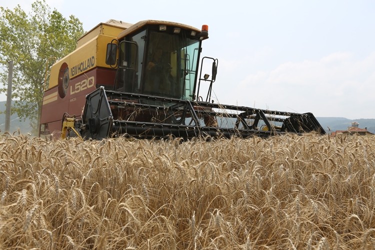 Nilüfer’de ekolojik tarım koşullarına uygun buğday üretildi