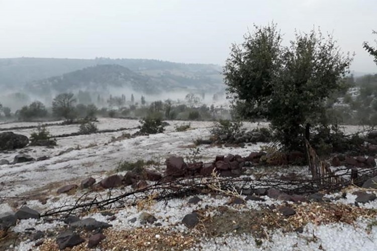 Manisa'da dolu yağışı ekili alanlara zarar verdi