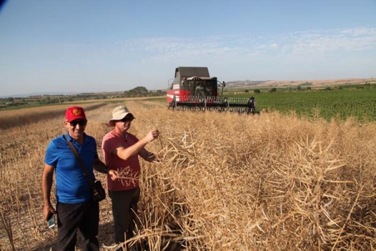 Yerli Malı Yeni Kanola Çeşitleri Tanıtıldı