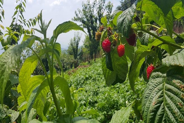 Ahududu Üreticisi Soğuk Hava Deposu İstiyor