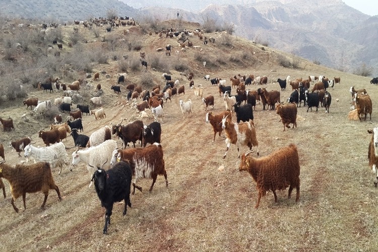 Siirt Tiftik Keçisi Gen Kaynakları Bakımından Koruma Altına Alındı