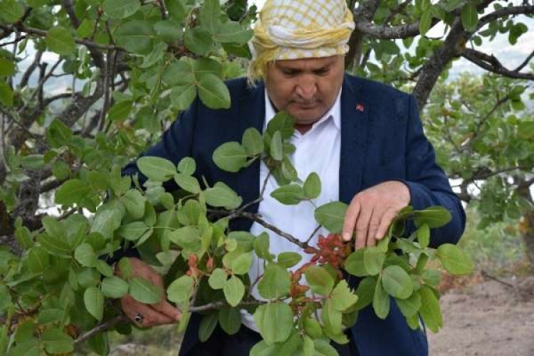 Yunusemre Antep Fıstığı Üretim Merkezi Oluyor